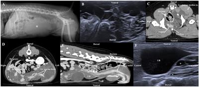 Case report: Generalized lymphatic anomaly of multiple abdominal organs in a young dog